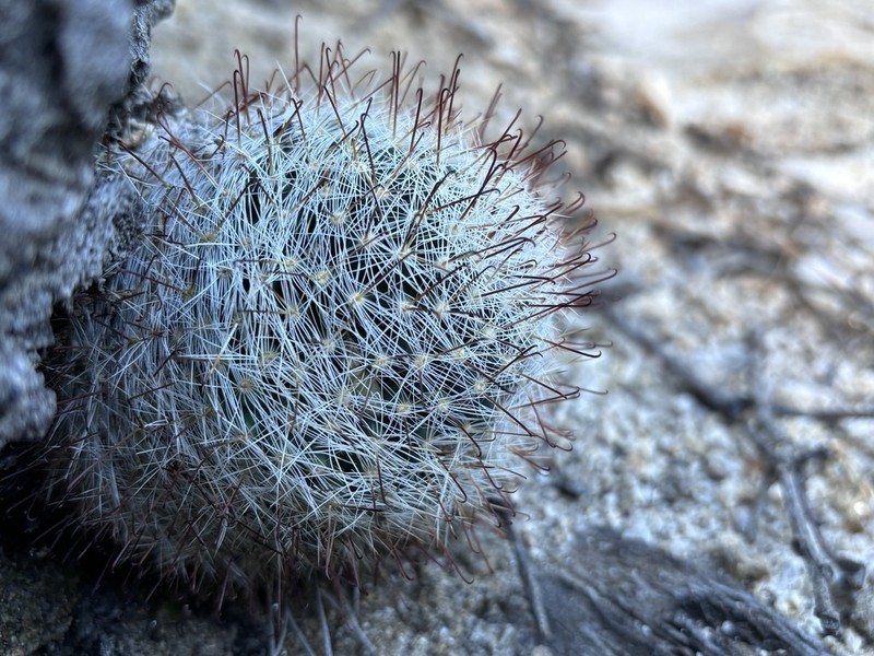Greenflower Nipple Cactus photo 4