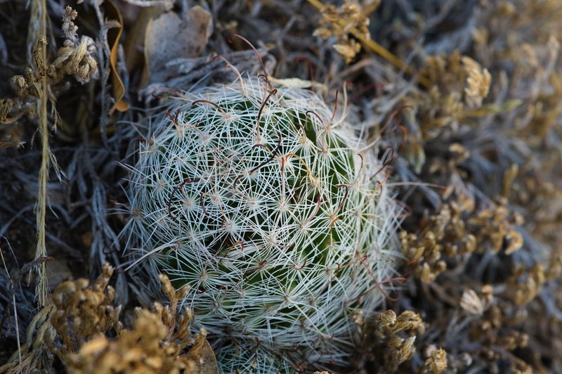 Greenflower Nipple Cactus photo 5