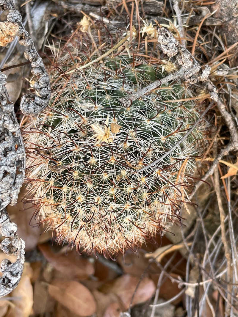 Greenflower Nipple Cactus photo 6