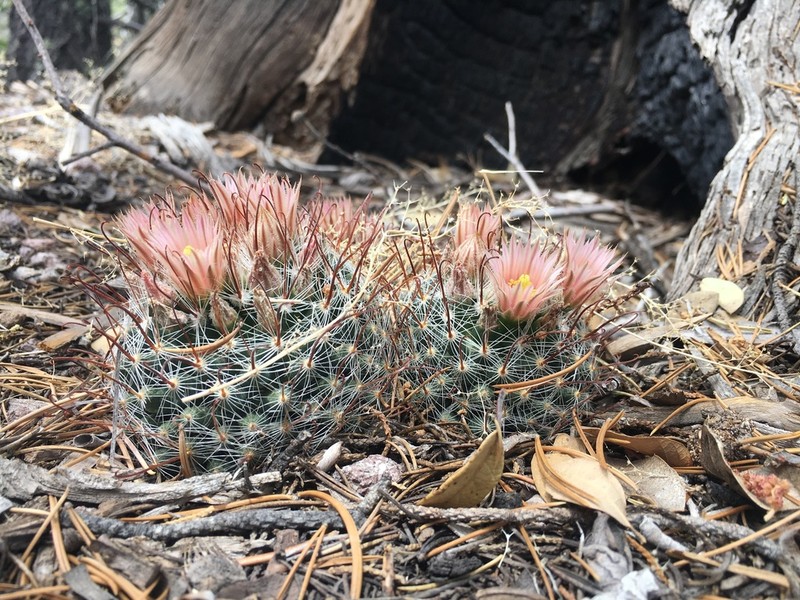 Greenflower Nipple Cactus photo 7