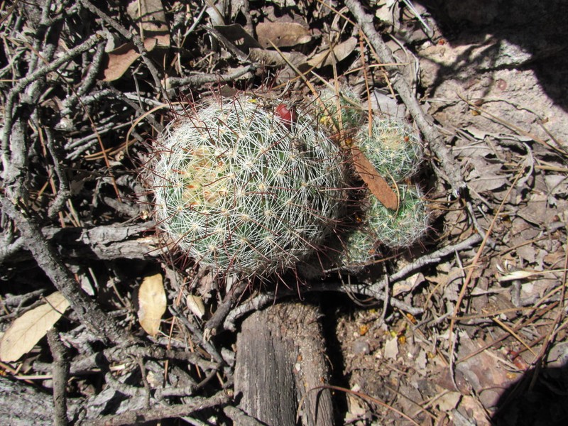 Greenflower Nipple Cactus photo 8
