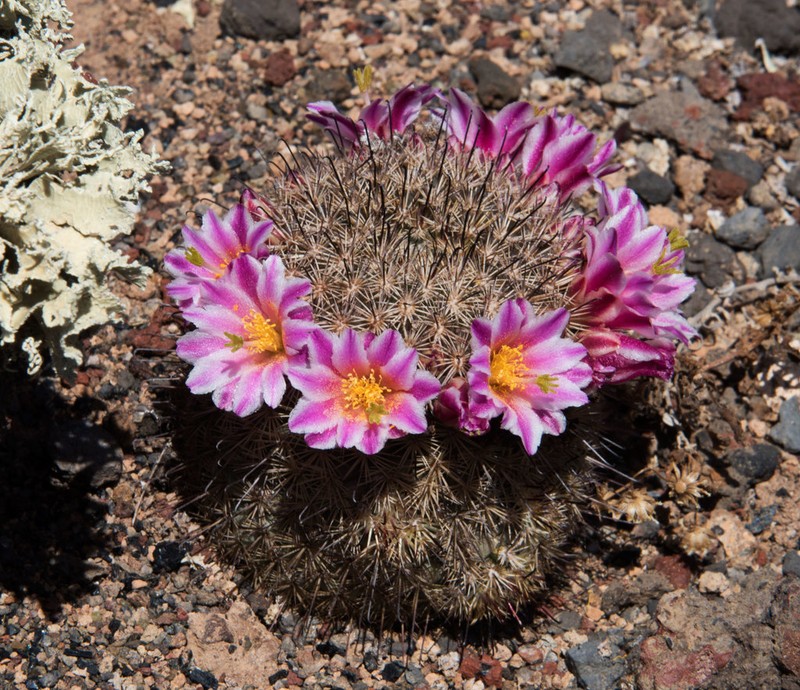 Cochemiea blossfeldiana