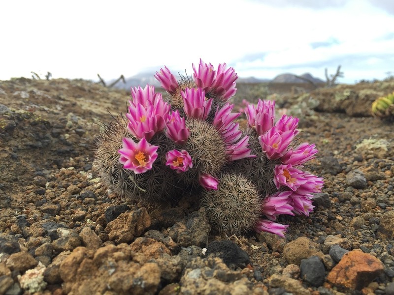 Cochemiea blossfeldiana photo 2