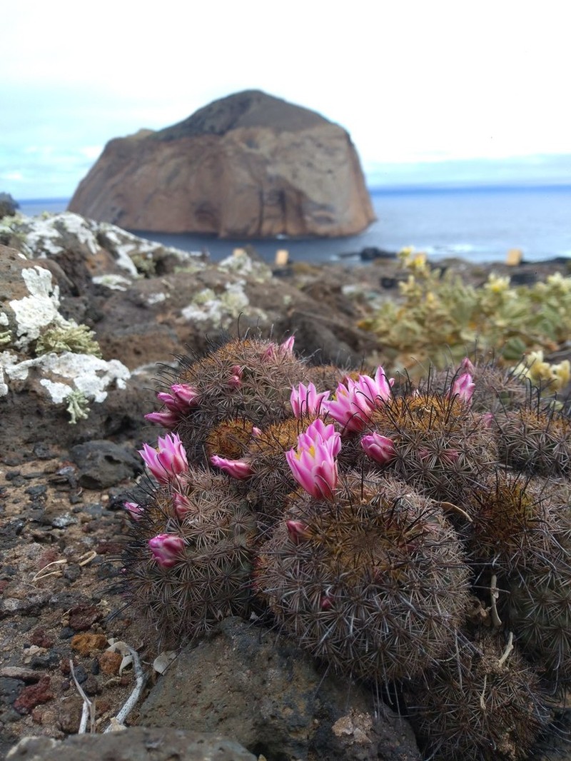 Cochemiea blossfeldiana photo 3