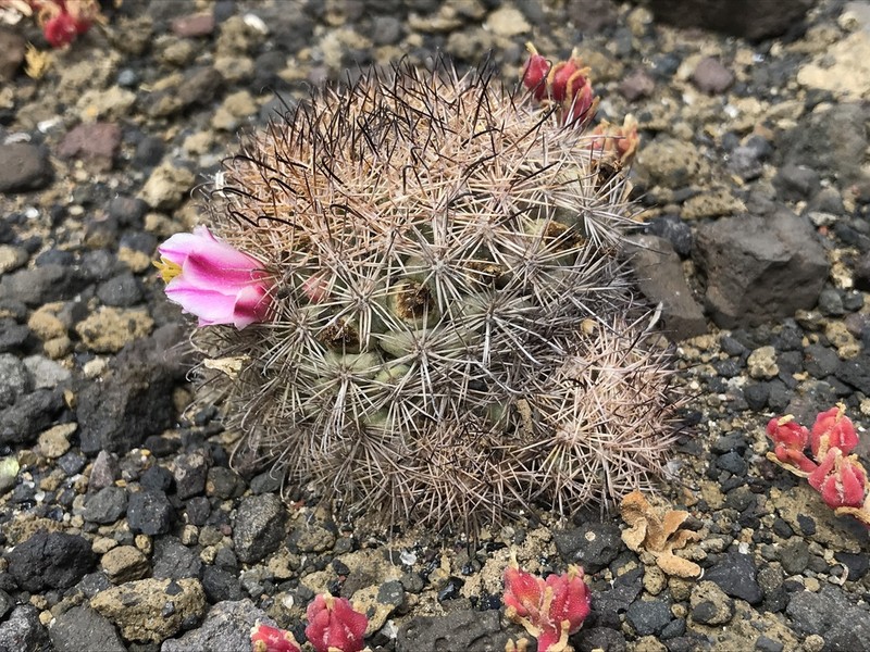 Cochemiea blossfeldiana photo 4
