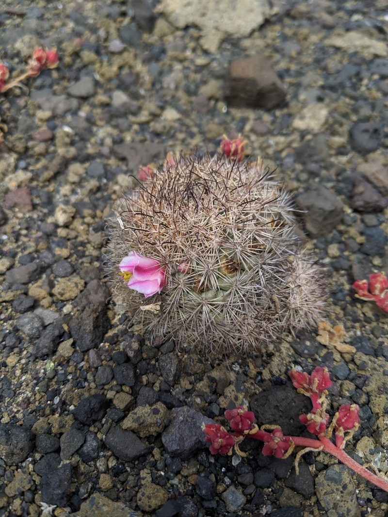 Cochemiea blossfeldiana photo 5