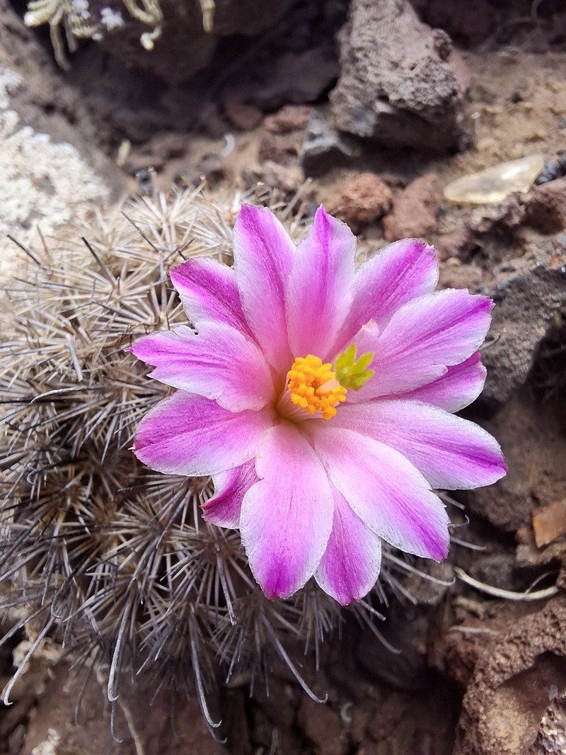 Cochemiea blossfeldiana subsp. blossfeldiana