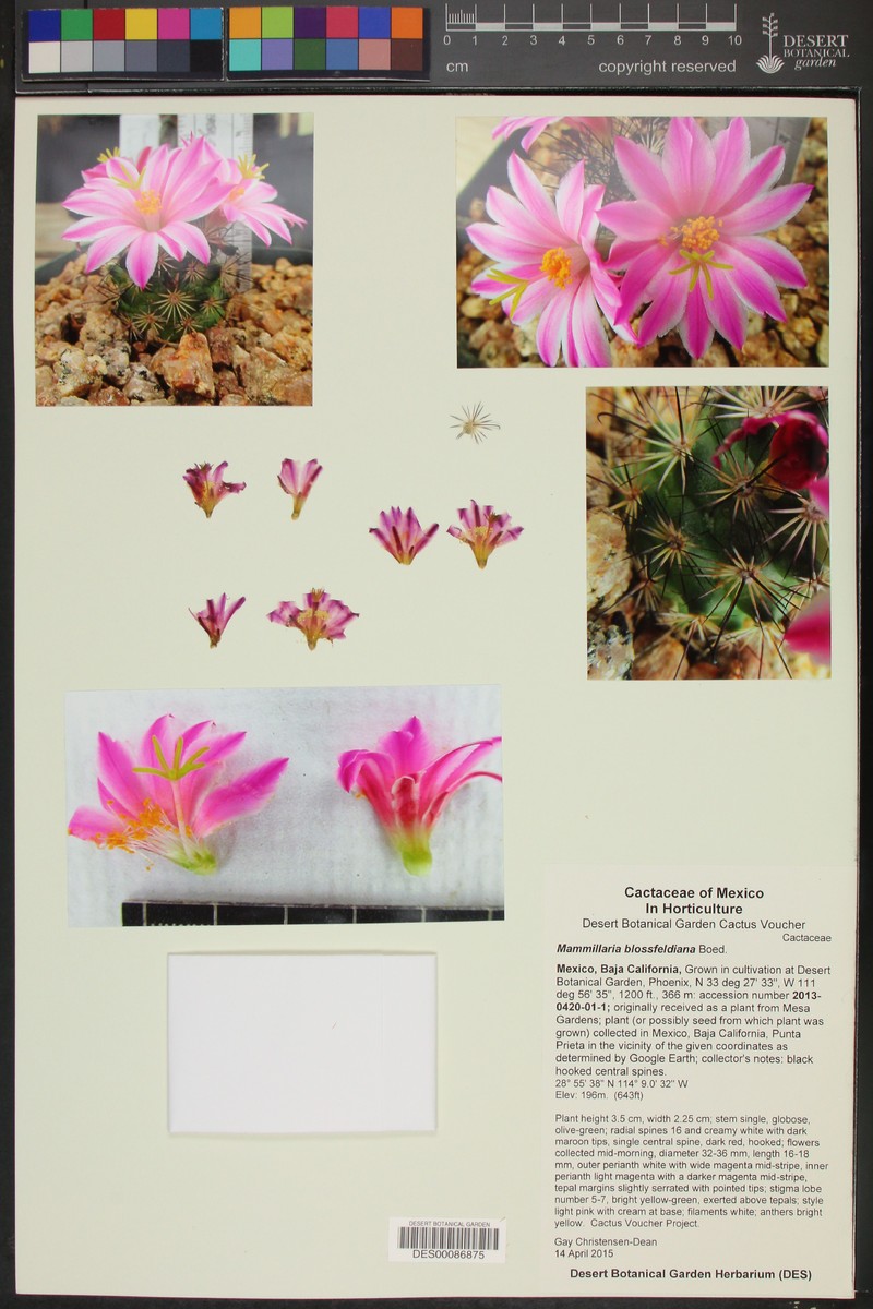Cochemiea blossfeldiana subsp. blossfeldiana photo 3