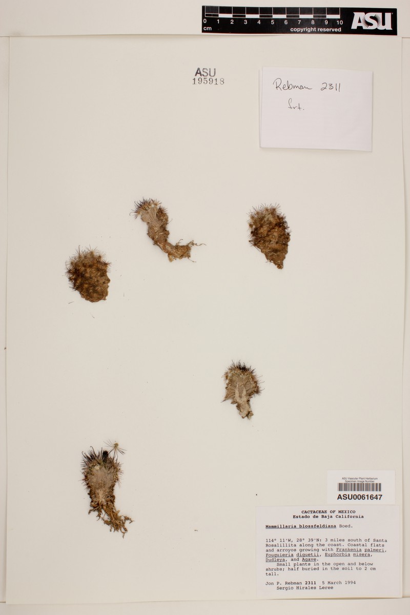 Cochemiea blossfeldiana subsp. blossfeldiana photo 4
