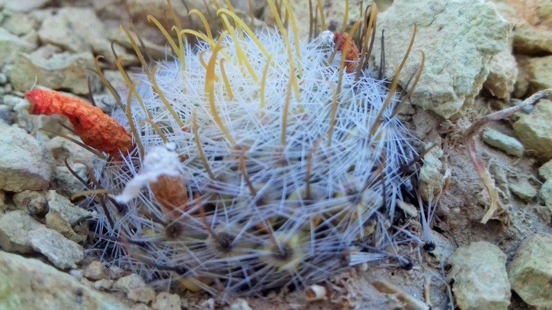 Cochemiea boolii
