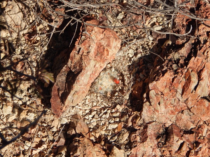 Cochemiea boolii photo 5