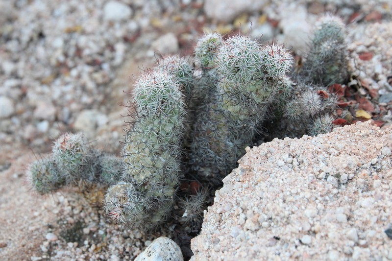 Cochemiea bullardiana photo 2
