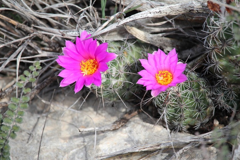 Chihuahuan Beehive