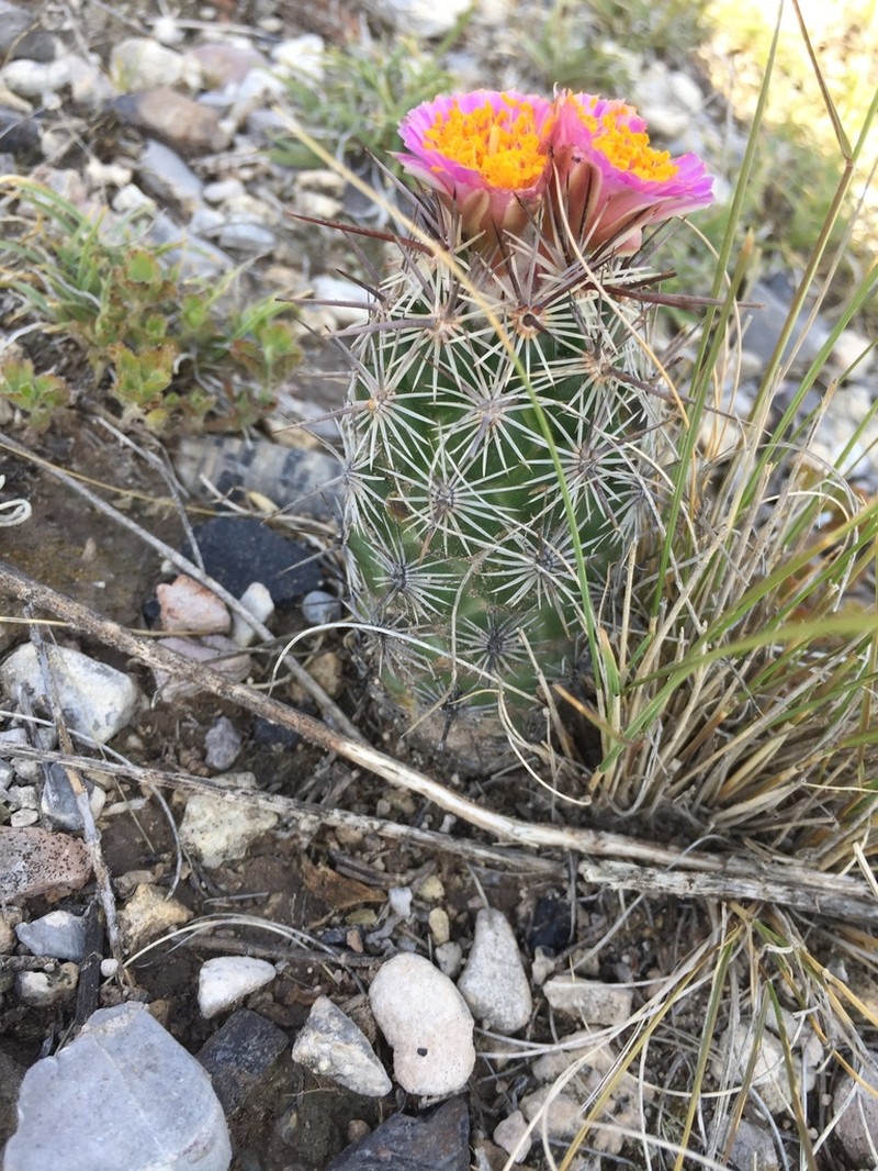 Chihuahuan Beehive photo 2