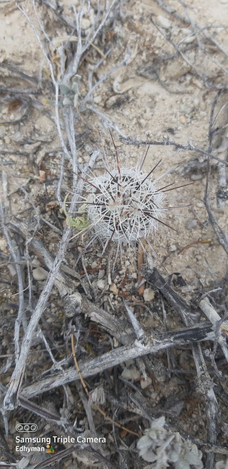 Chihuahuan Beehive photo 5