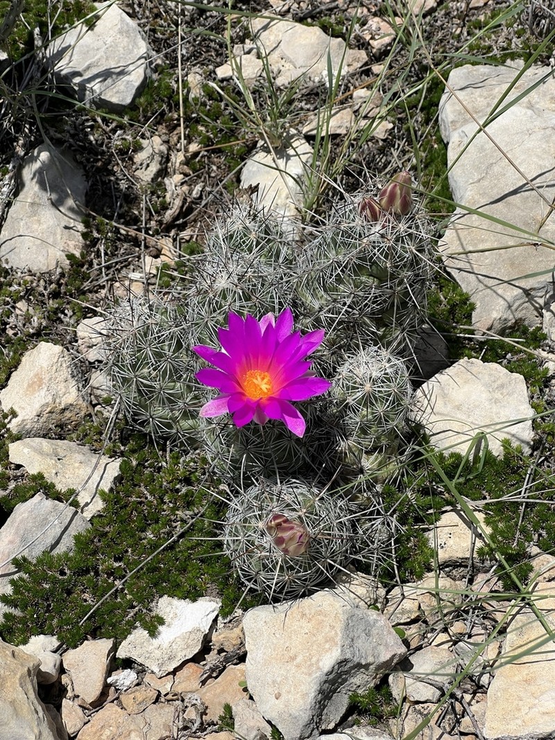 Chihuahuan Beehive photo 7
