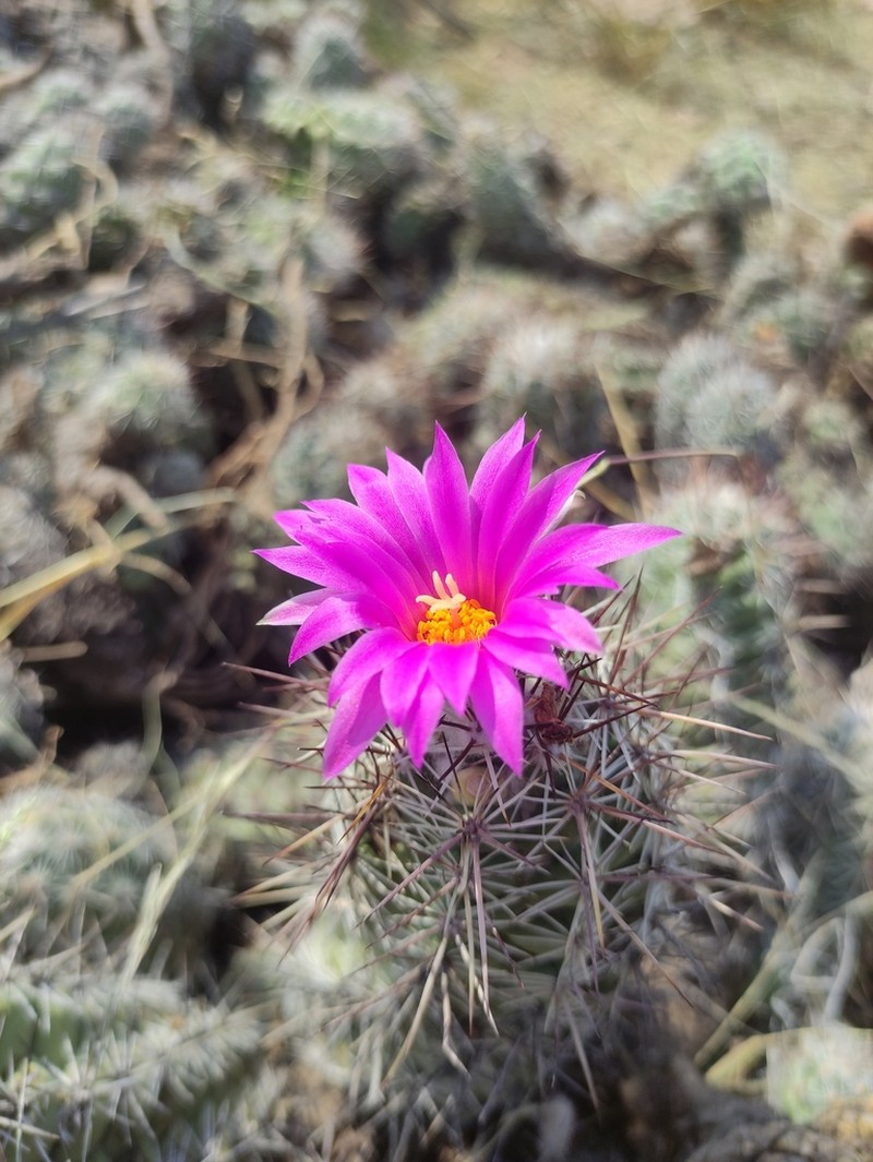 Chihuahuan Beehive photo 8