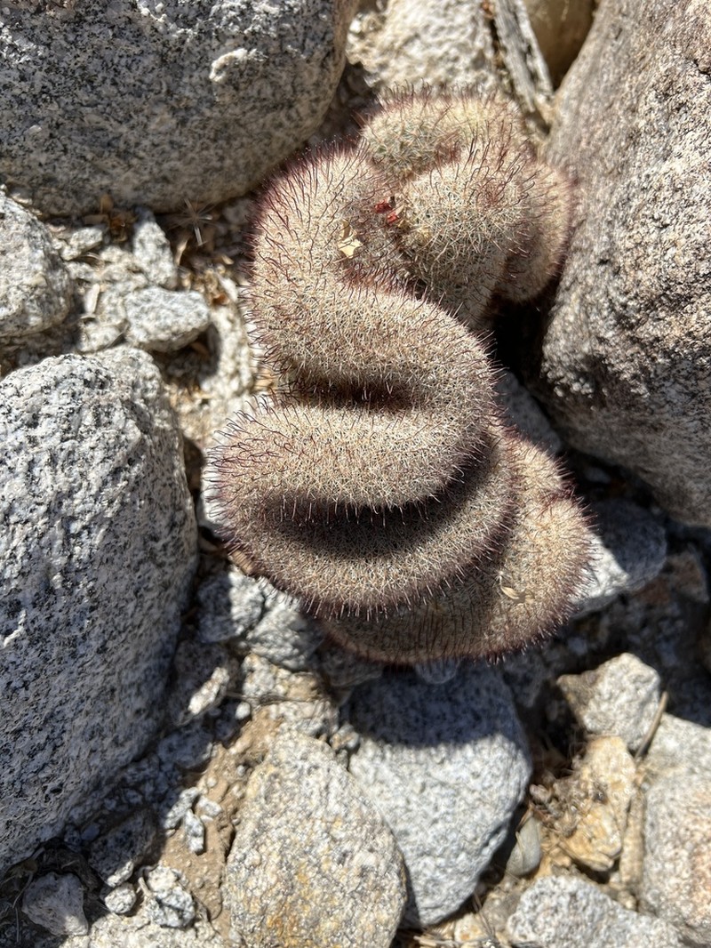 Strawberry Cactus