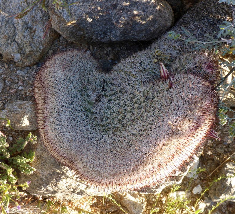 Strawberry Cactus photo 2