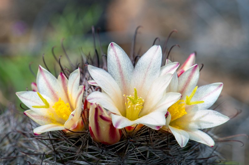 Strawberry Cactus photo 3