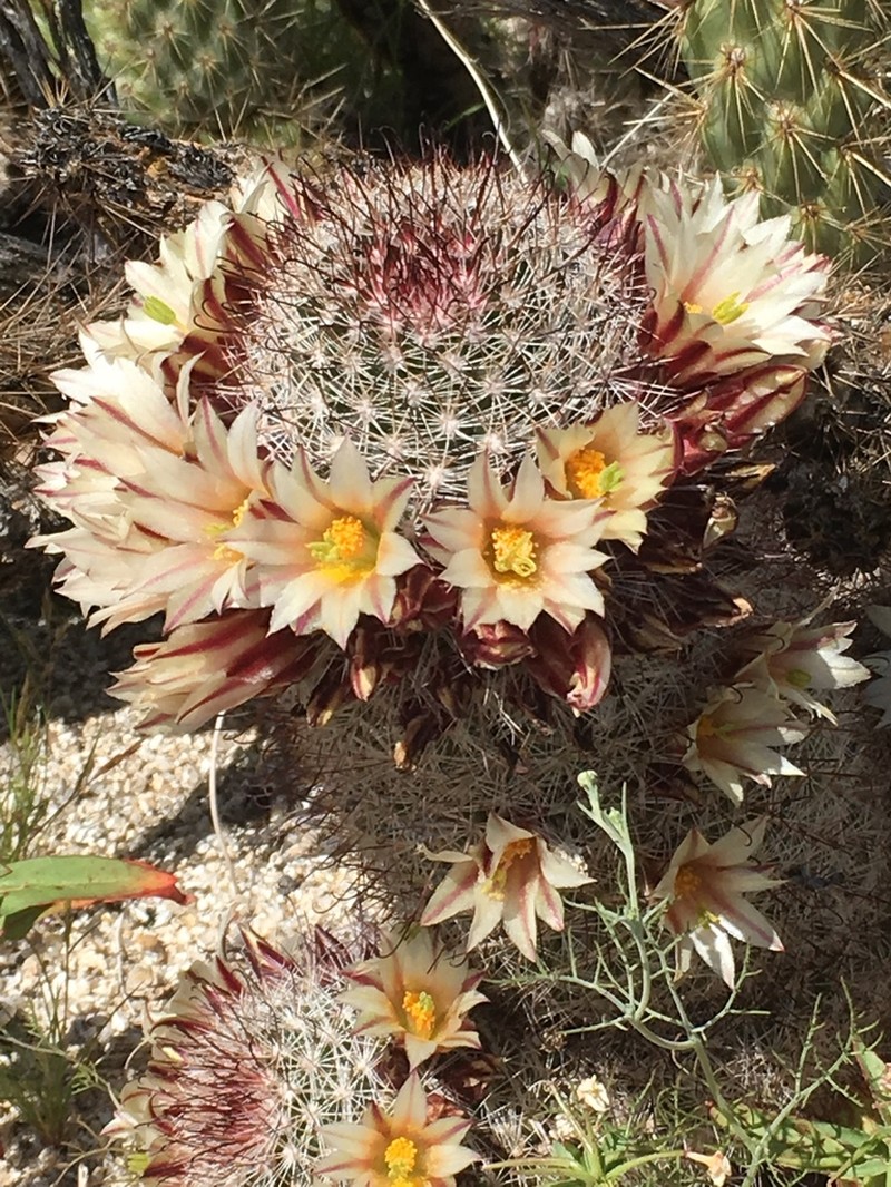 Strawberry Cactus photo 4