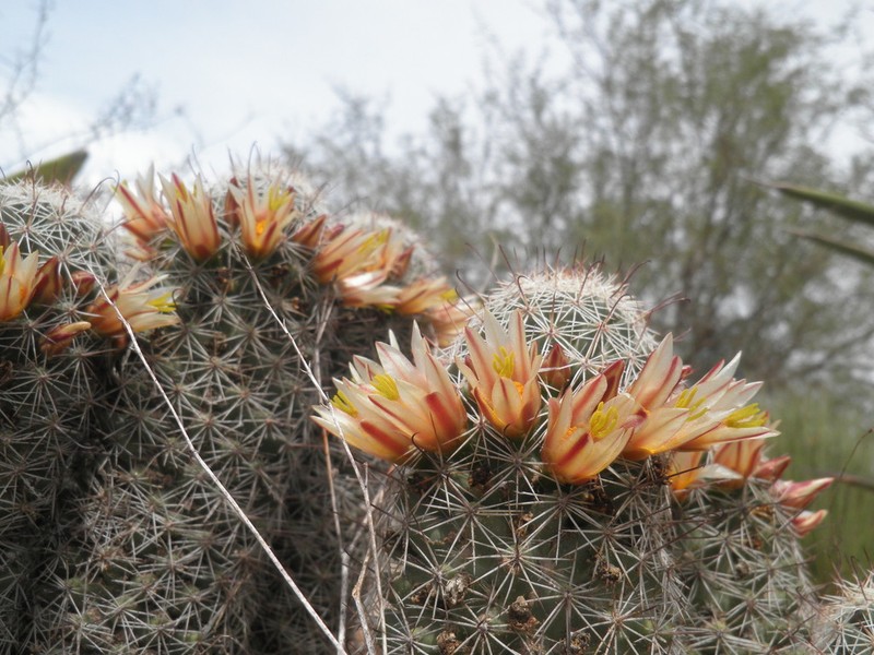 Strawberry Cactus photo 5