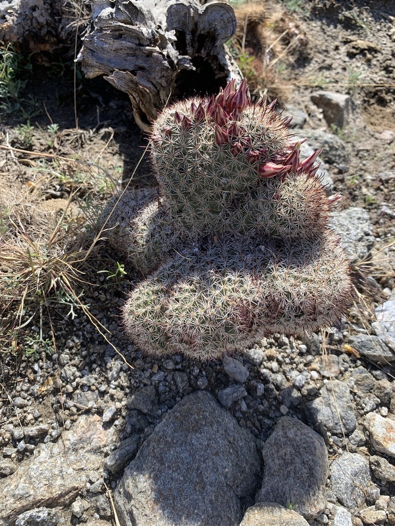 Strawberry Cactus photo 6