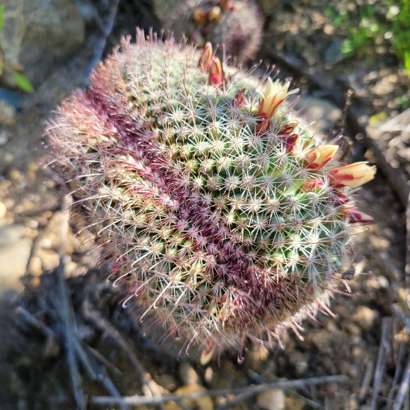 Strawberry Cactus photo 7