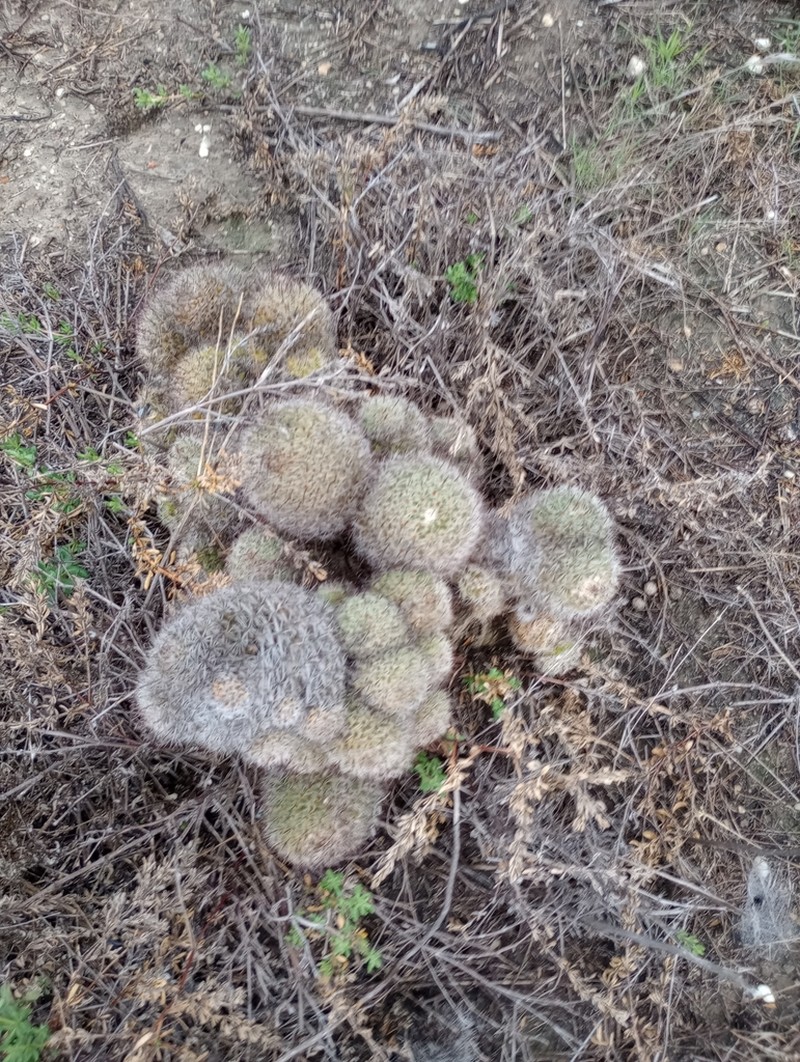 Strawberry Cactus photo 8