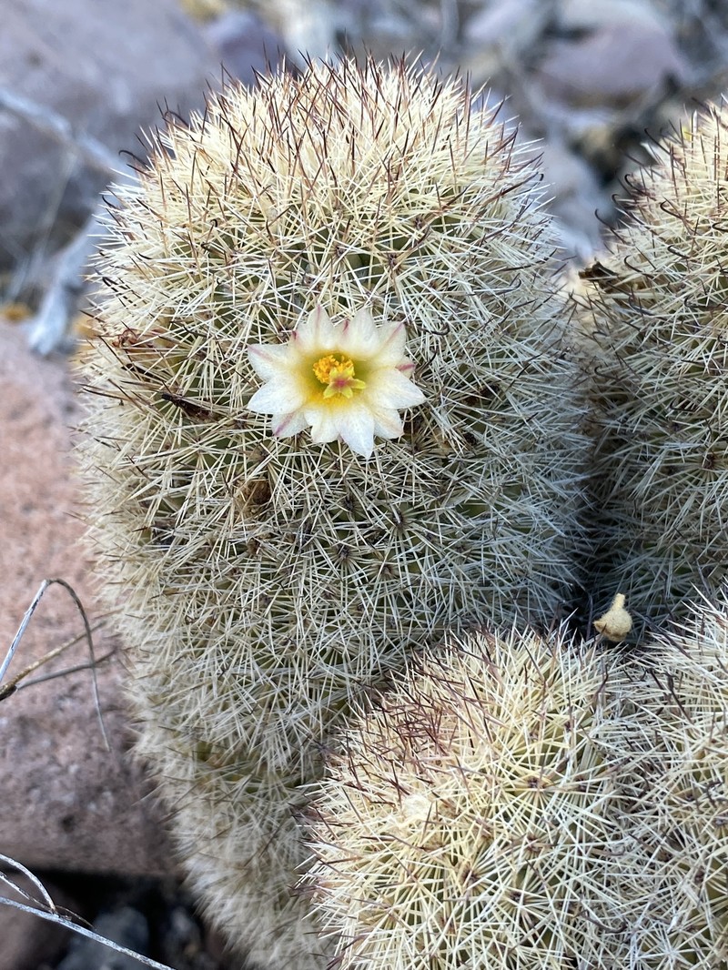 Cochemiea estebanensis