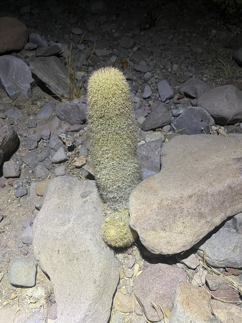 Cochemiea estebanensis photo 2