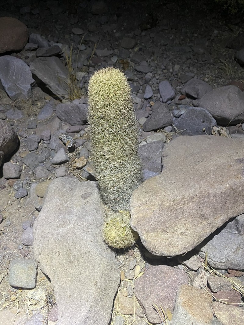 Cochemiea estebanensis photo 3