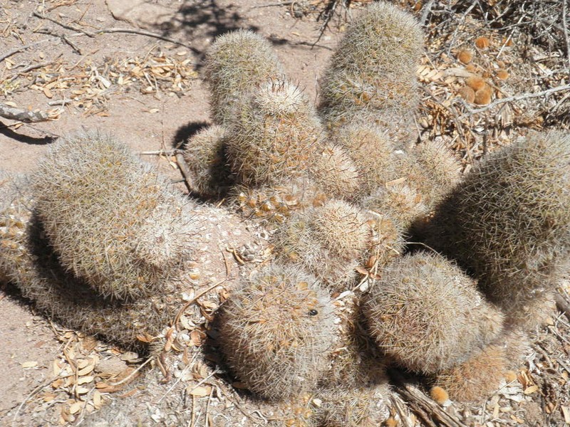 Cochemiea estebanensis photo 4