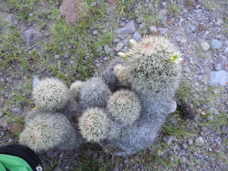 Cochemiea estebanensis photo 5