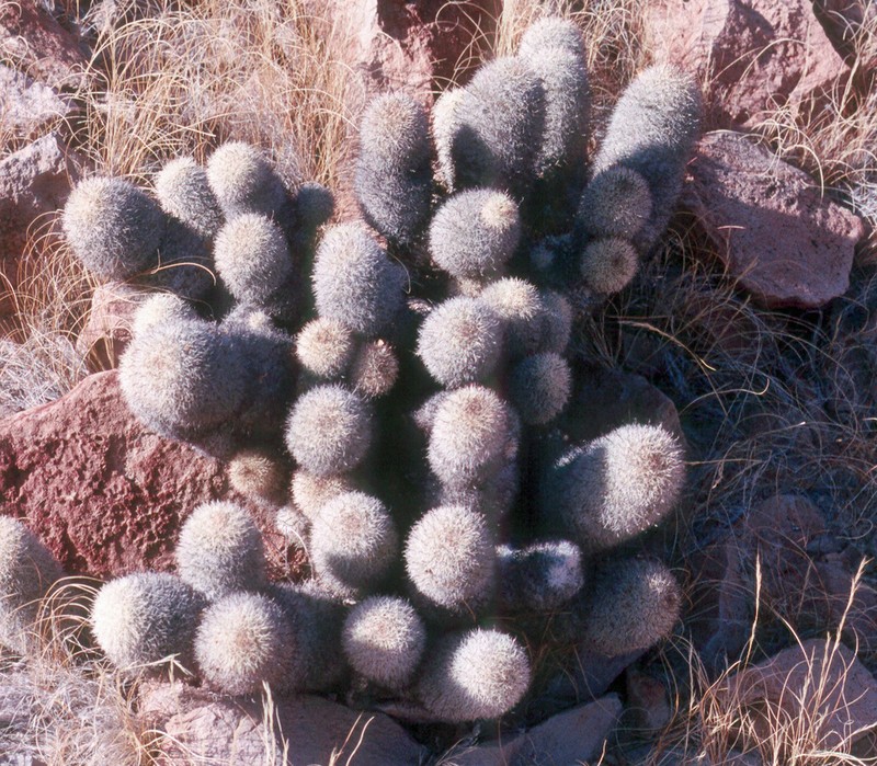 Cochemiea estebanensis photo 7