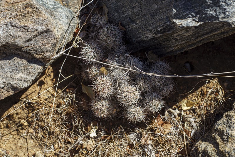 Cochemiea fraileana