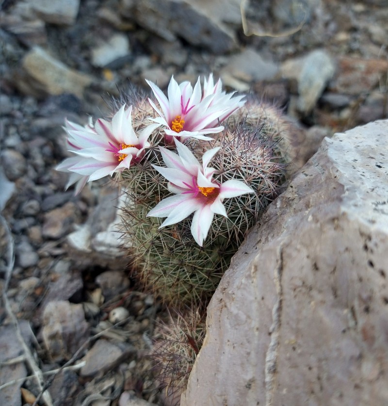 Cochemiea fraileana photo 2