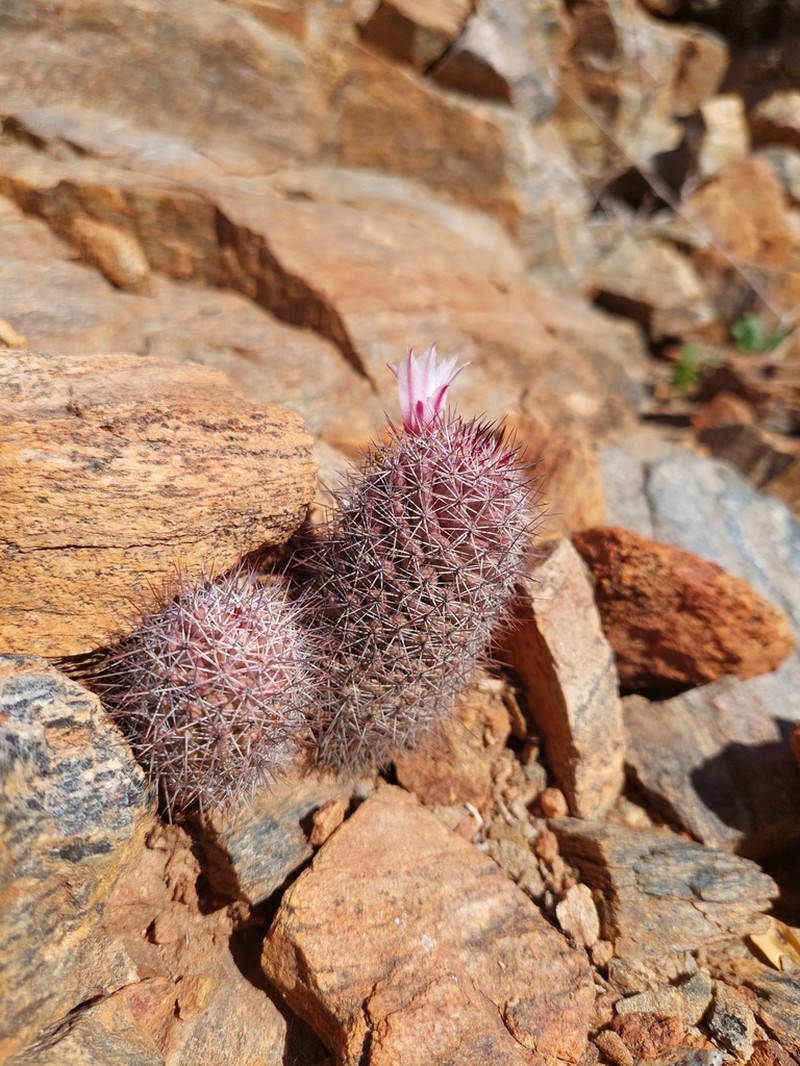 Cochemiea fraileana photo 3
