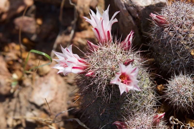 Cochemiea fraileana photo 5