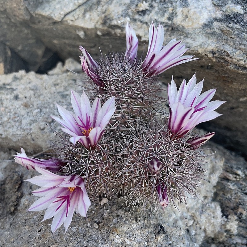Cochemiea fraileana photo 6