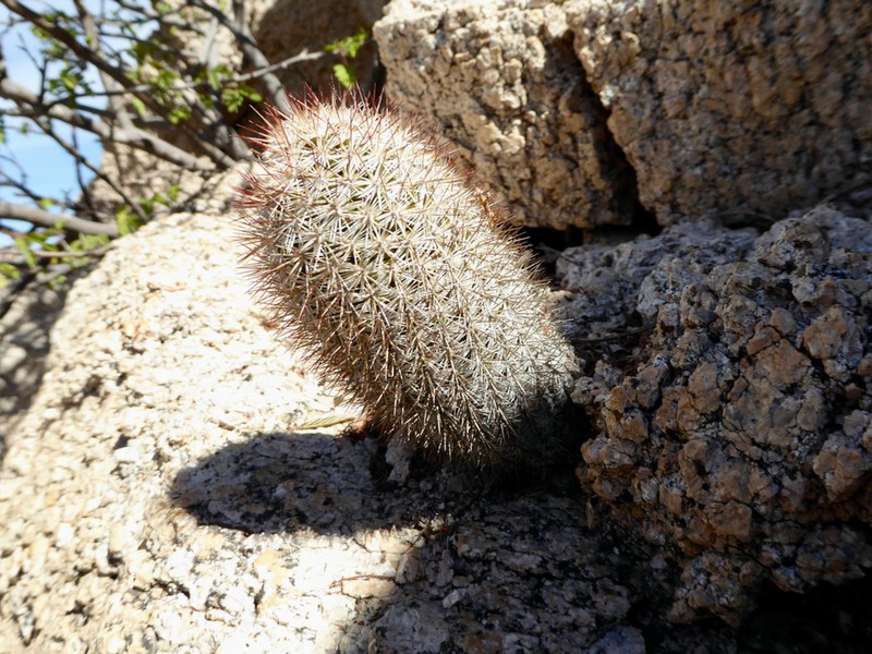 Cochemiea fraileana photo 7