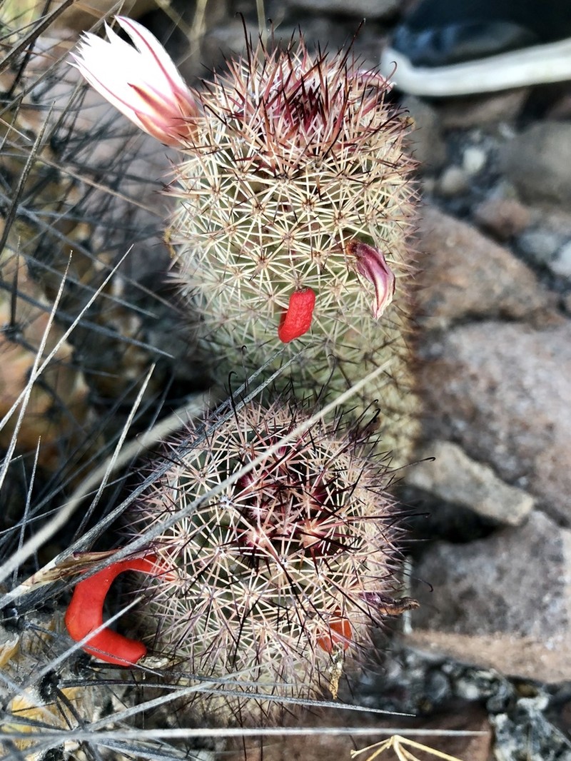 Cochemiea fraileana photo 8