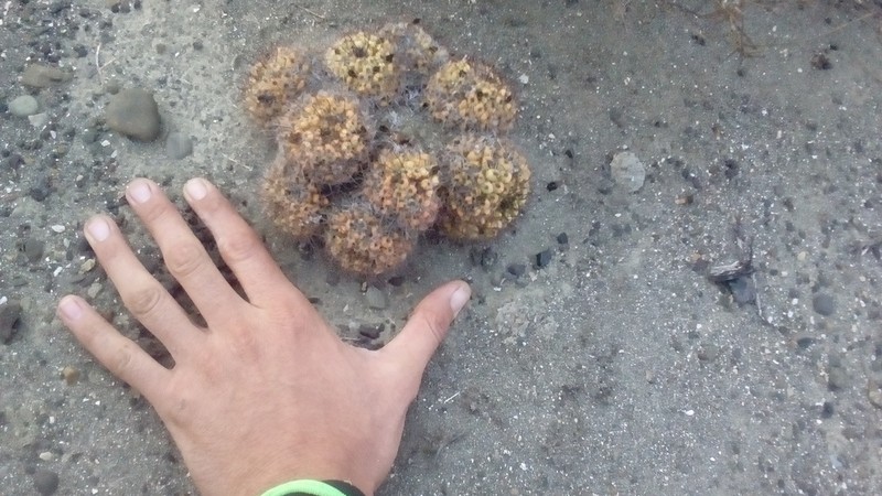 Cochemiea goodridgei photo 6