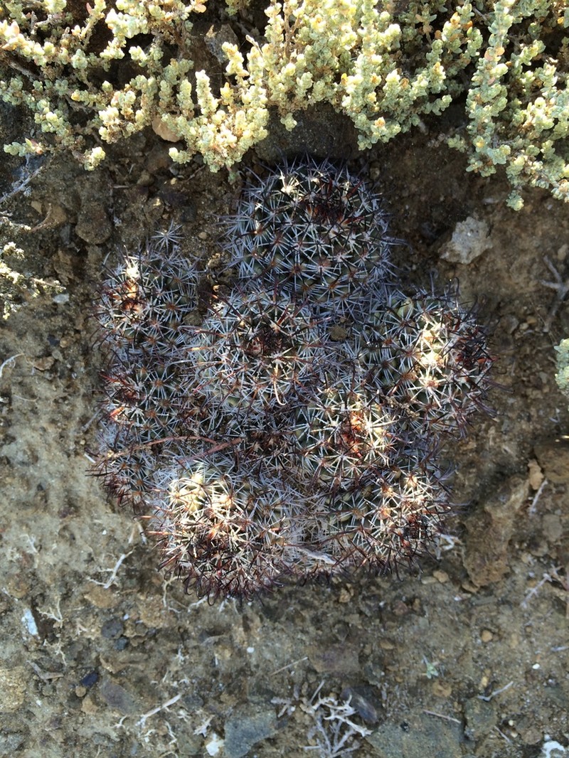 Cochemiea goodridgei photo 7