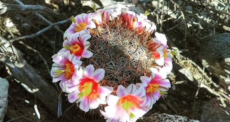 Graham's Nipple Cactus