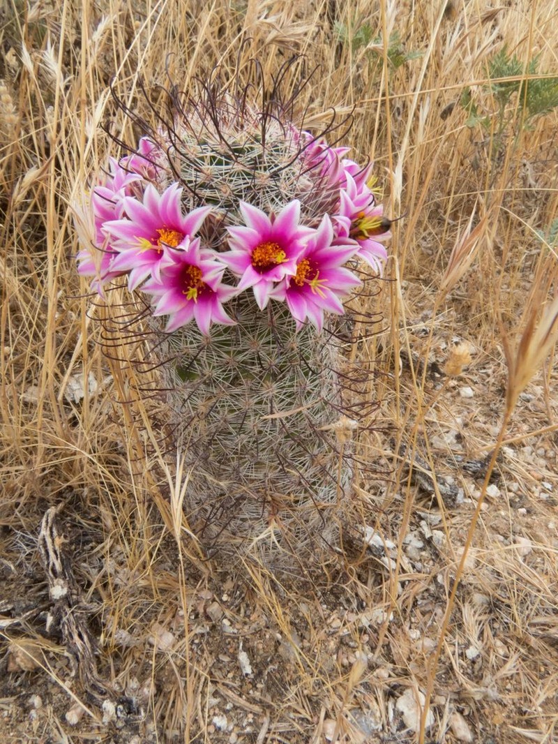Graham's Nipple Cactus photo 2