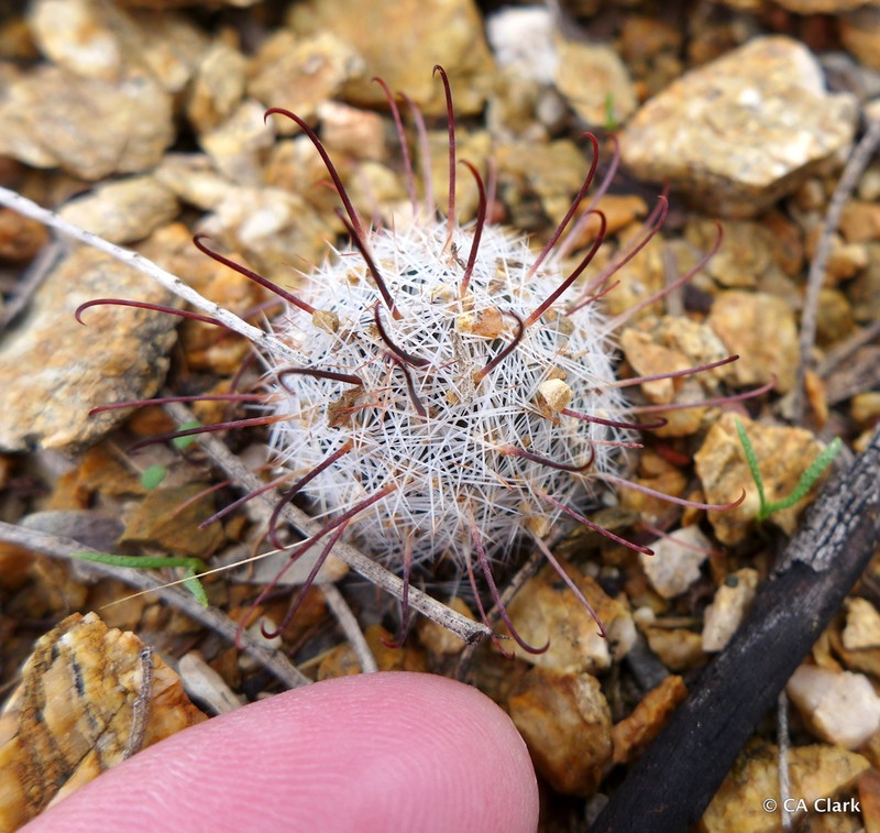 Graham's Nipple Cactus photo 3