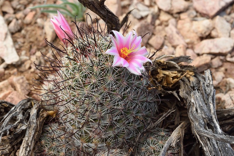 Graham's Nipple Cactus photo 4
