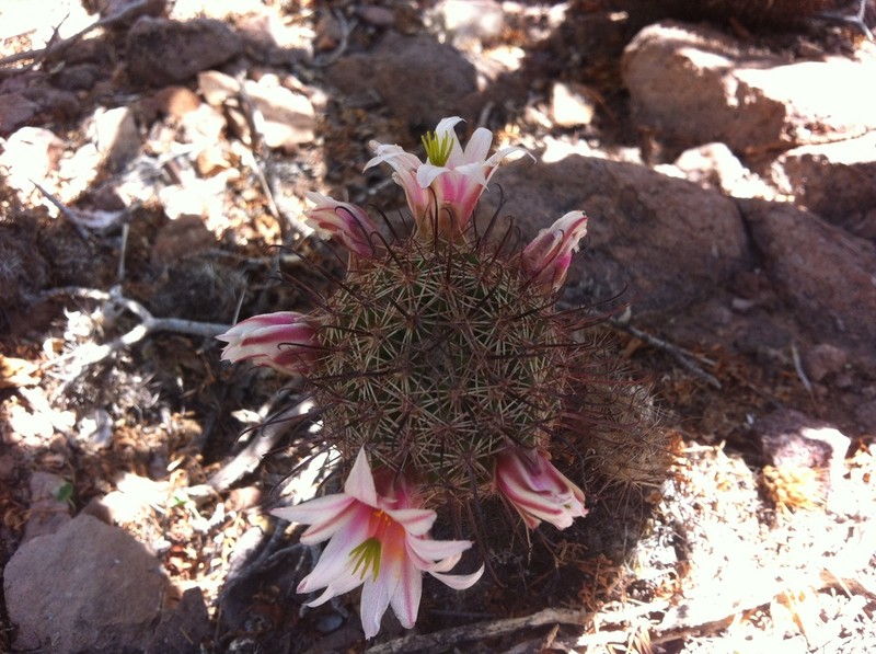 Graham's Nipple Cactus photo 5