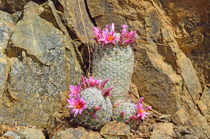 Graham's Nipple Cactus photo 6